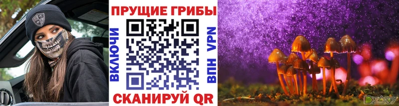 Купить  Скопин  Псилоцибиновые грибы Psilocybe 